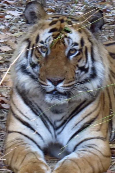 Tigre du Bengale