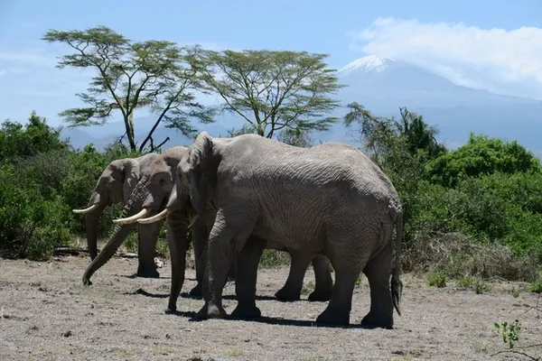 Eléphants en Tanzanie