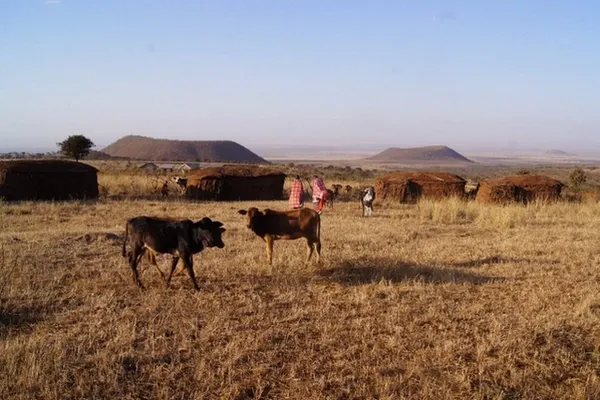 Habitations maasaïs et vaches
