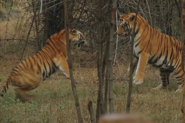 Tigre img0040