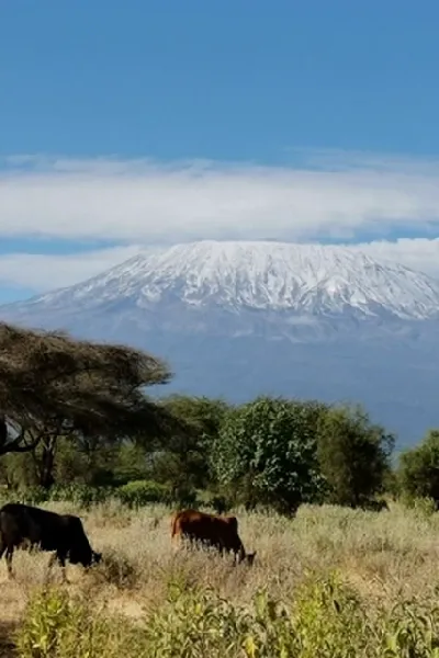 Bétail broute avec le Kilimanjaro en arrière-plan Bétail broute avec le Kilimanjaro en arrière-plan