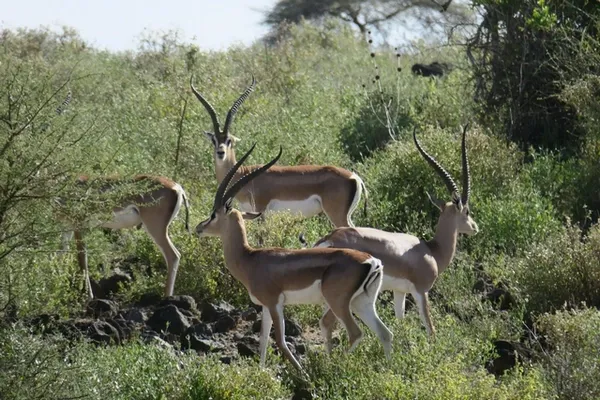 Antilopes