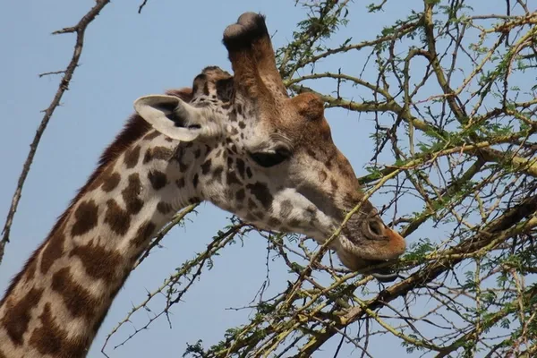 Girafe