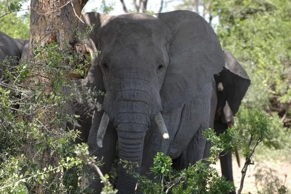 Eléphant