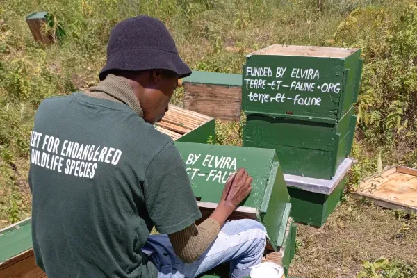 Ruche personnalisée en Tanzanie