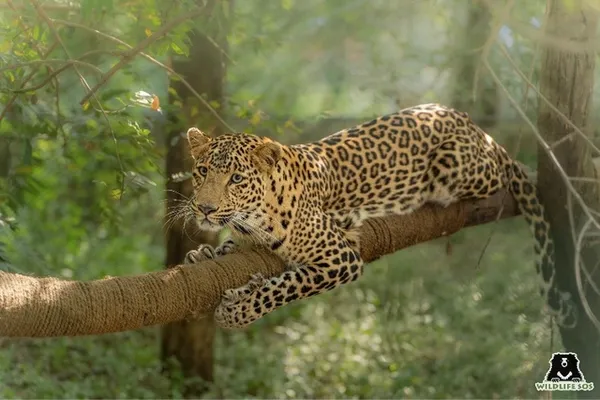 Léopard en Inde