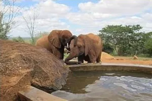 Tassia et Shimba