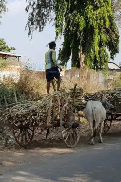 Chars à boeufs de canne à sucre