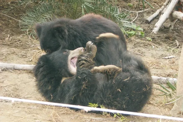 Ours