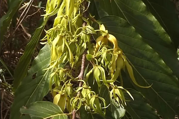 Liane d'ylang-ylang