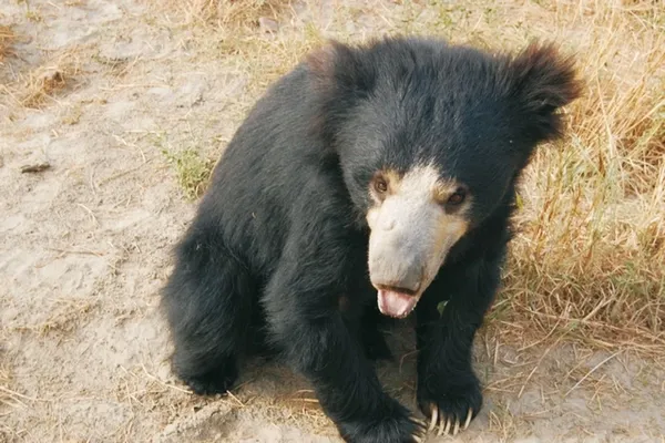 Ours