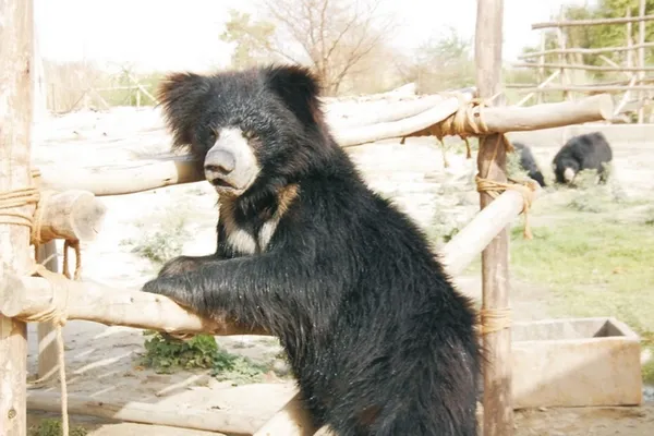 Ours