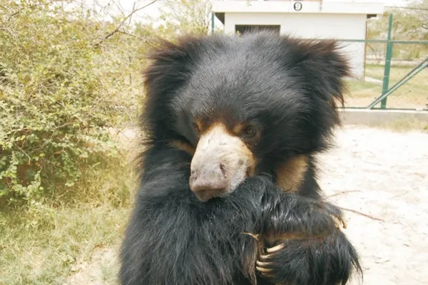 Ours