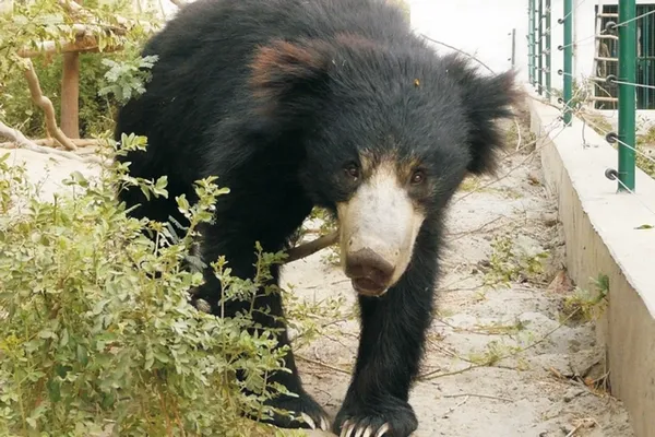 Ours