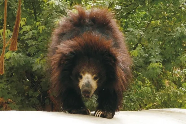 Ours