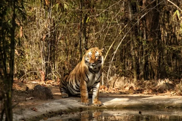 Tigre img0296