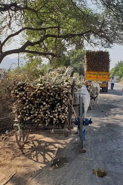 Char à boeuf et camion chargés de canne à sucre