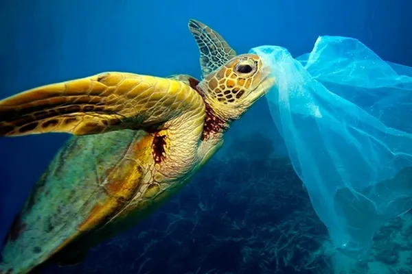 Tortue confond sac plastique et méduse