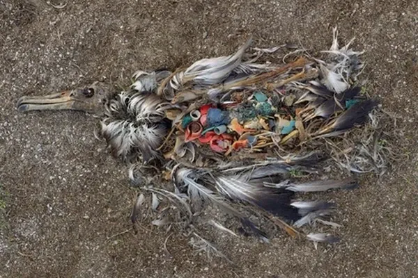 Cadavre d'oiseau et plastique ingurgité