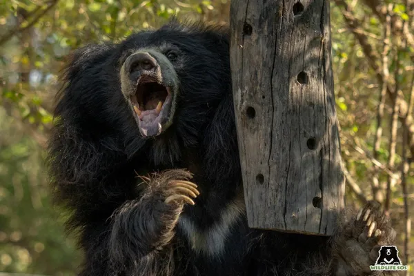 Ours