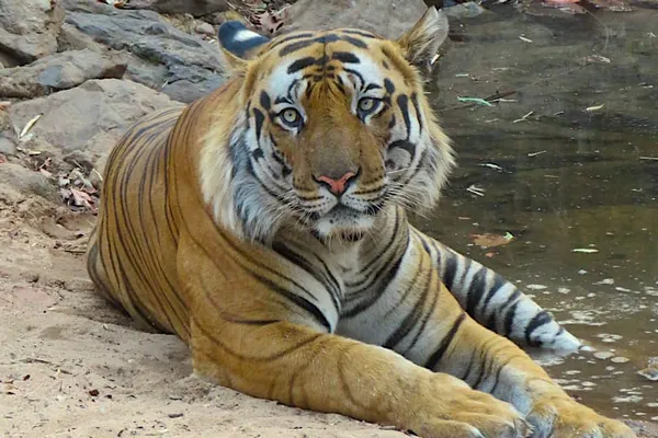 Tigre img0492