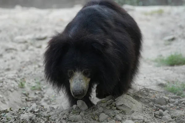 Ours