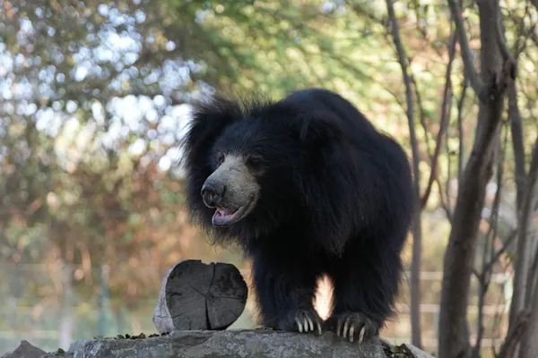 Ours