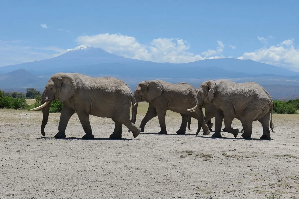 Eléphants et Kilimanjaro au loin