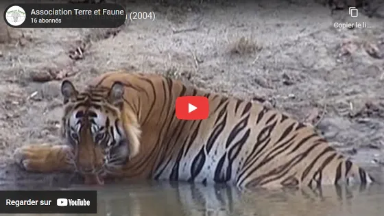 Le Seigneur de Bandhavgarh sur YouTube