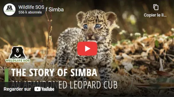 Simba sur YouTube